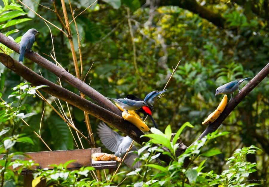 Cali: Bird Watching in The San Antonio Fog Forest - Cloud forest birding in 4.5 hours of real scanning