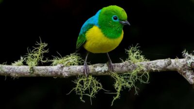 Cali: Bird Watching in The San Antonio Fog Forest - From Hotel Intercontinental Cali to the forest: easy start, steady pace
