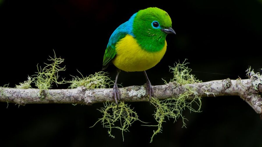 Cali: Bird Watching in The San Antonio Fog Forest - A road-edge stop near Km18: why the margins matter