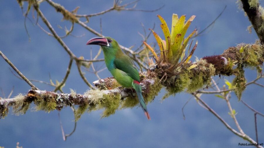 Cali: Bird Watching in The San Antonio Fog Forest - What to bring (and what you’ll wish you had)