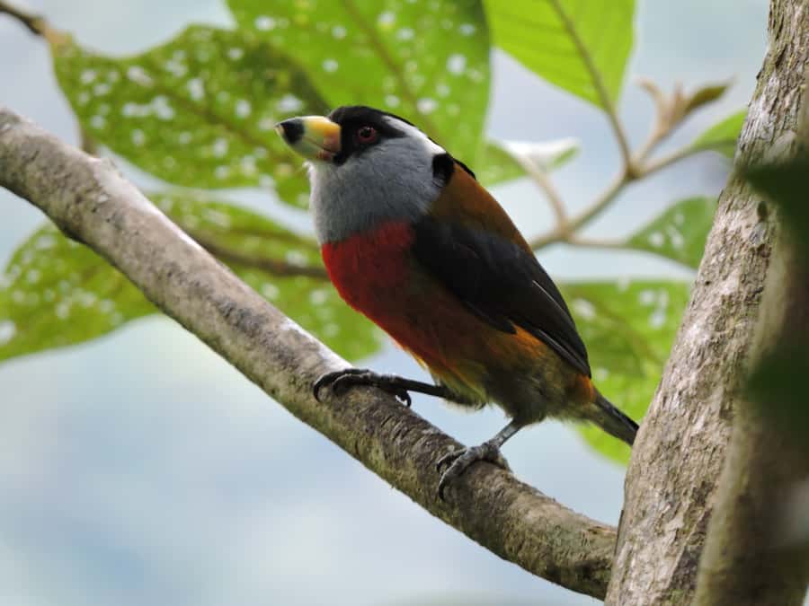 Cali: Bird Watching in The San Antonio Fog Forest - Guidance in English/Spanish, and how to get the most from it