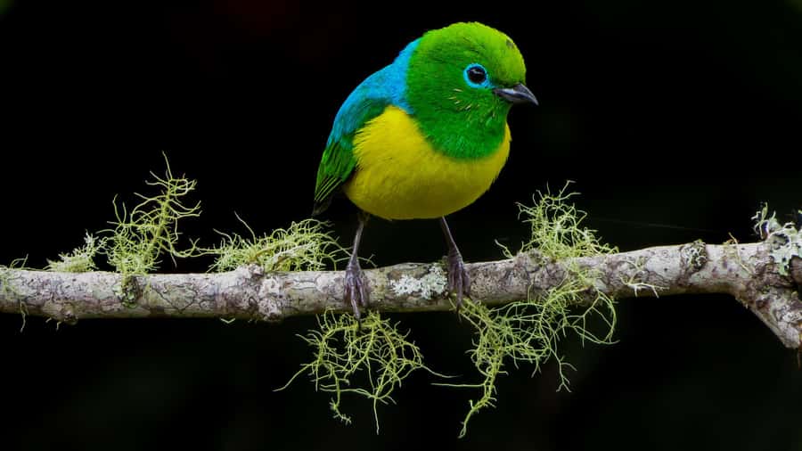 Cali: Bird Watching in The San Antonio Fog Forest - From Hotel Intercontinental Cali to the forest: easy start, steady pace