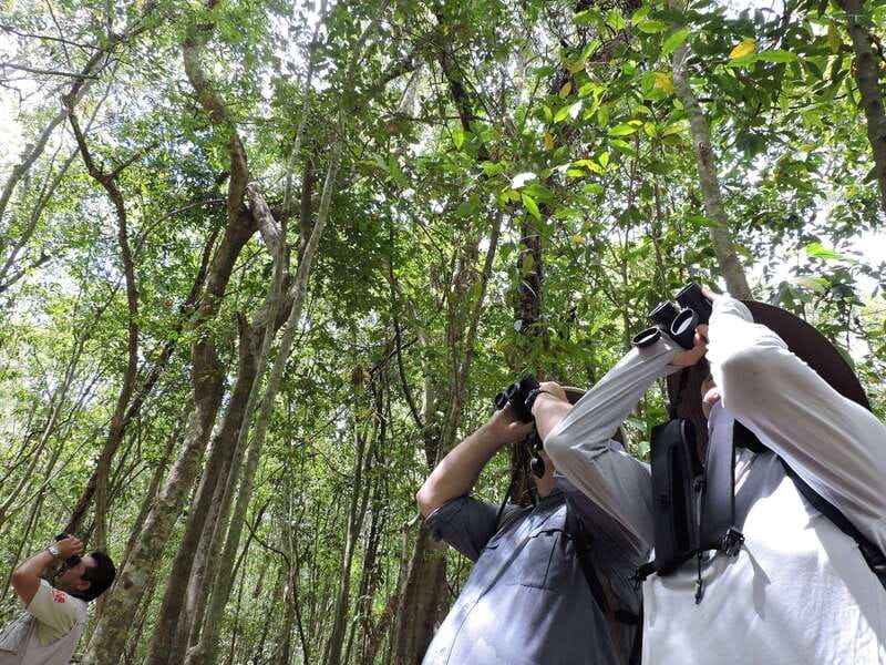 Cancún: Guided Birdwatching Hike - Morning pickup, then straight into the green near Cancún
