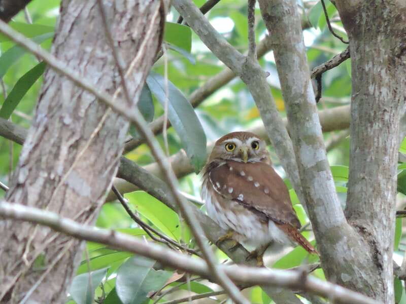 Cancún: Guided Birdwatching Hike - Ruta de los Cenotes: why this trail is the heart of the trip