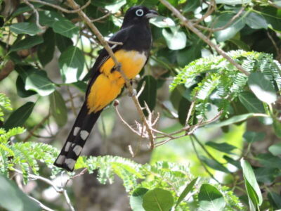 Cancún: Guided Birdwatching Hike - Getting to the trailhead: transportation and what’s actually included