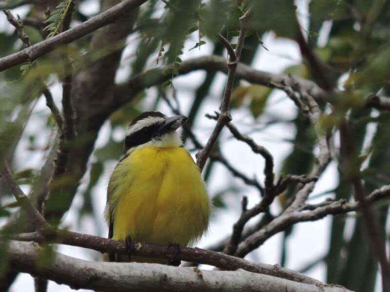 Cancún: Guided Birdwatching Hike - What you’re really paying for: spotting 30+ bird species