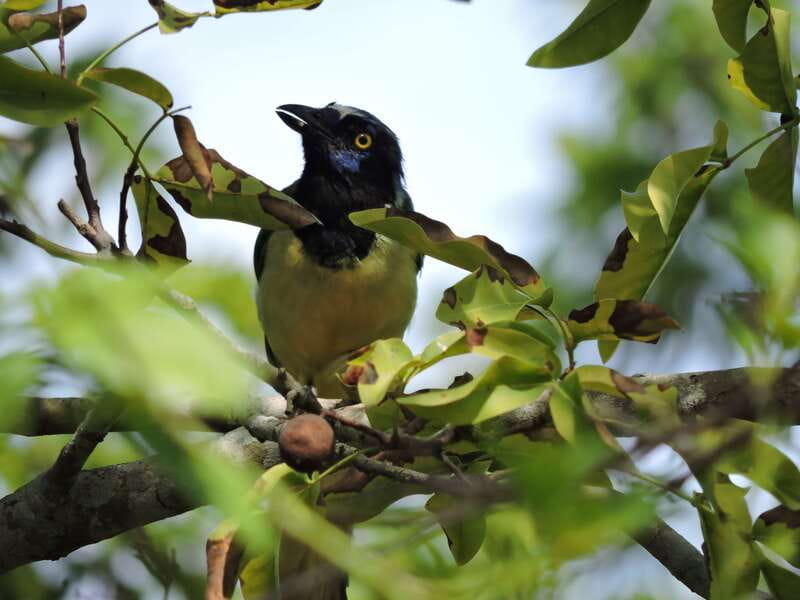 Cancún: Guided Birdwatching Hike - Small-group vibe: up to 10 people, less chaos, more focus