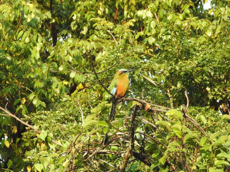 Cancún: Guided Birdwatching Hike - Coffee, snacks, and the first half of your day handled for you