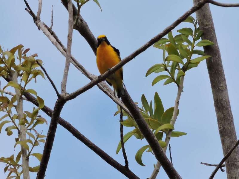 Cancún: Guided Birdwatching Hike - The 6-hour rhythm: how to plan around midday return