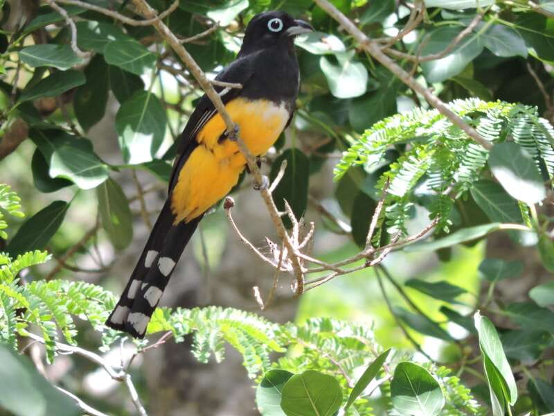 Cancún: Guided Birdwatching Hike - Getting to the trailhead: transportation and what’s actually included