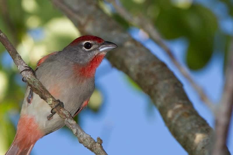 Cancun: Private Birdwatching Tour - Key highlights at a glance