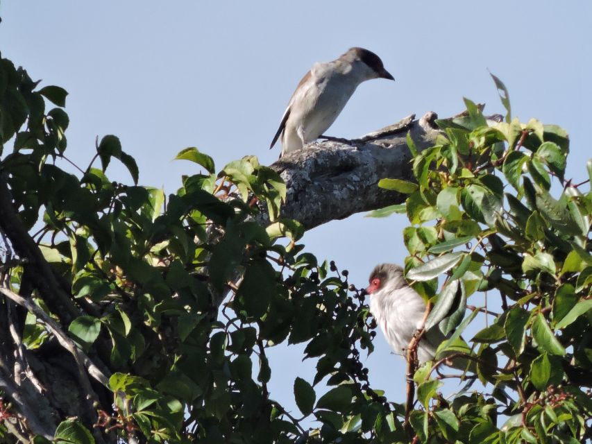 Cancun: Private Birdwatching Tour - A Simple Booking Decision: Should You Book?