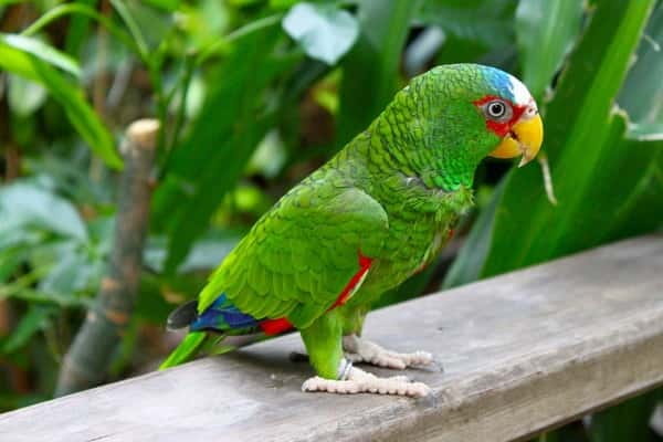 Cancun: Private Birdwatching Tour - A 5 a.m. Bird Alarm for the Yucatan