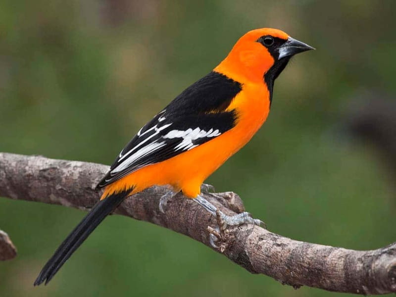 Cancun: Private Birdwatching Tour - How the Private Guide Finds Birds (and Gets You Listening)