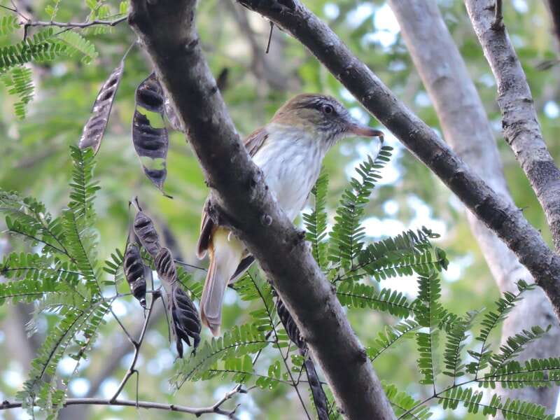 Cancun: Private Birdwatching Tour - The Bird Hit List: Endemics and Migrants You Can Actually Spot