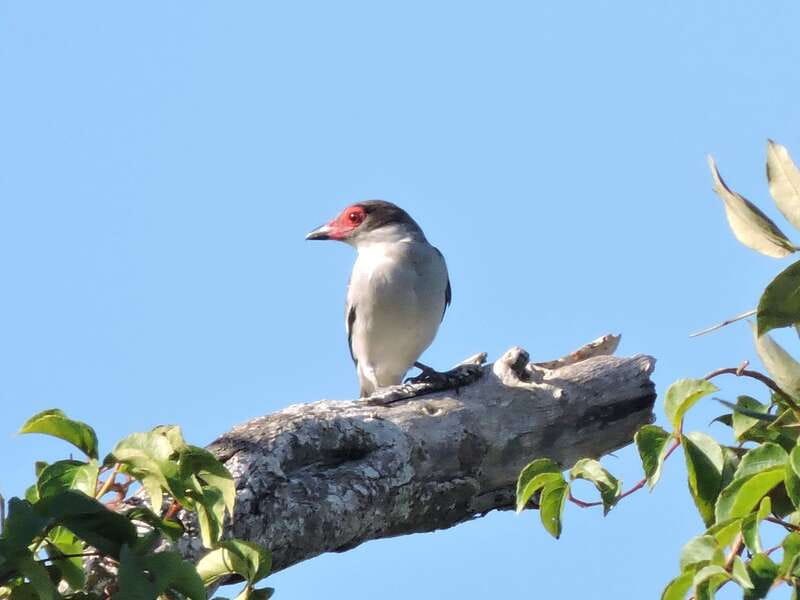 Cancun: Private Birdwatching Tour - Price and Logistics: Is $555 Worth It?