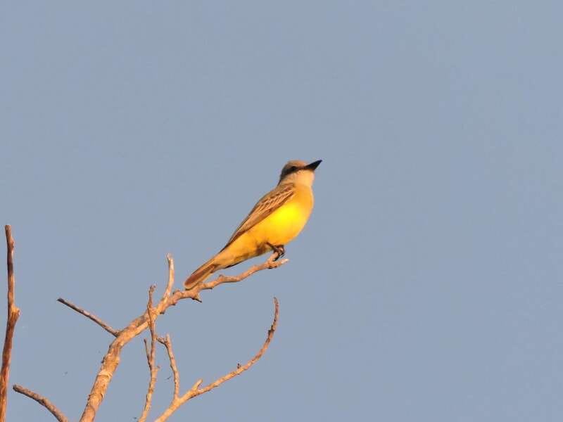 Cancun: Private Birdwatching Tour - Who This Tour Suits Best (and Who Should Skip It)