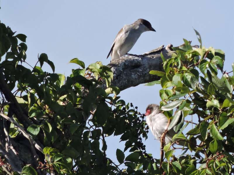 Cancun: Private Birdwatching Tour - Practical Packing: Make Your Camera and Feet Happy