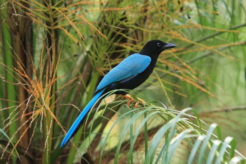 Cancun: Private Birdwatching Tour - Ruta de los Cenotes: Jungle Paths and Cenote Country