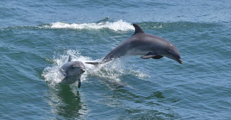 Cape May: Dolphin and Bird Watching Cruise - Key points before you go