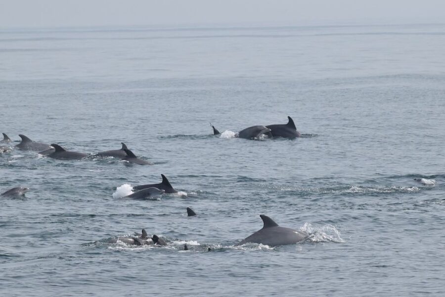 Cape May: Dolphin and Bird Watching Cruise - What you’ll actually see: the waterfront route from Cape May Island