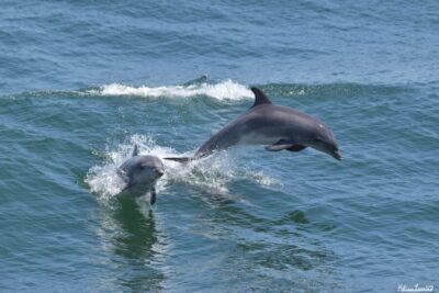 Cape May: Dolphin and Bird Watching Cruise - Why the Atlantic bottlenose dolphin cruise is worth your time