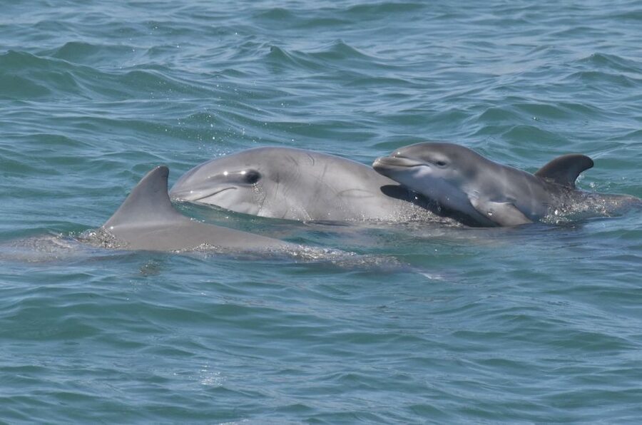 Cape May: Dolphin and Bird Watching Cruise - What to bring for a smooth cruise