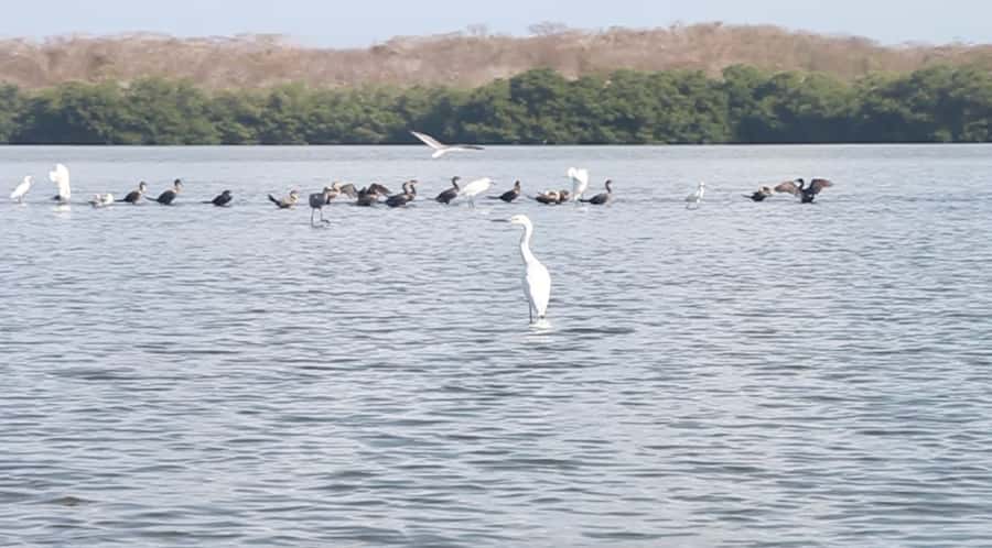 Cartagena Fishing, Crabbing, Birdwatching Experience + Lunch - From La Boquilla to Bolívar: what the 4 hours are really like