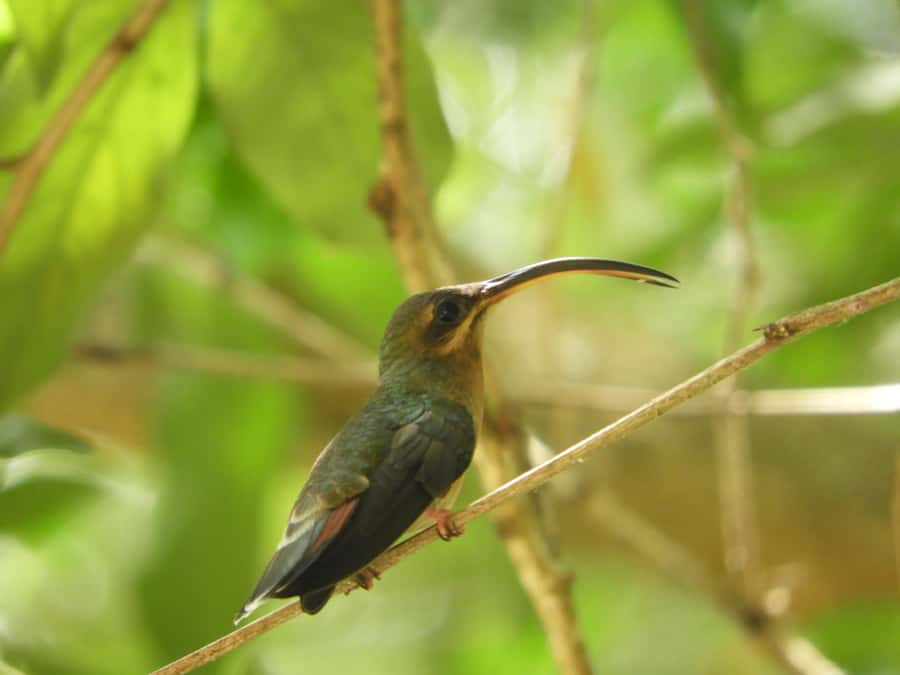 Cartagena: Private Bird-Watching Tour with Breakfast - Why the 5:00 am start in Cartagena feels like a cheat code