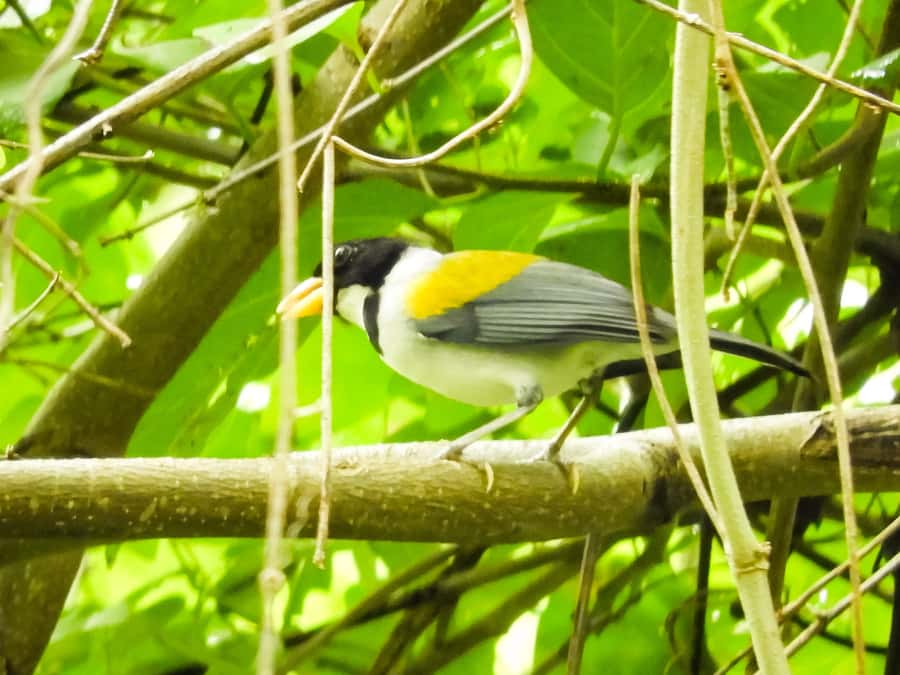 Cartagena: Private Bird-Watching Tour with Breakfast - Who should book this tour, and who might struggle with it