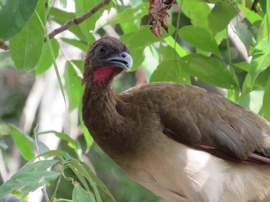 Cartagena: Private Bird-Watching Tour with Breakfast - Getting out to the reserve: 55 minutes of forest time starts the magic