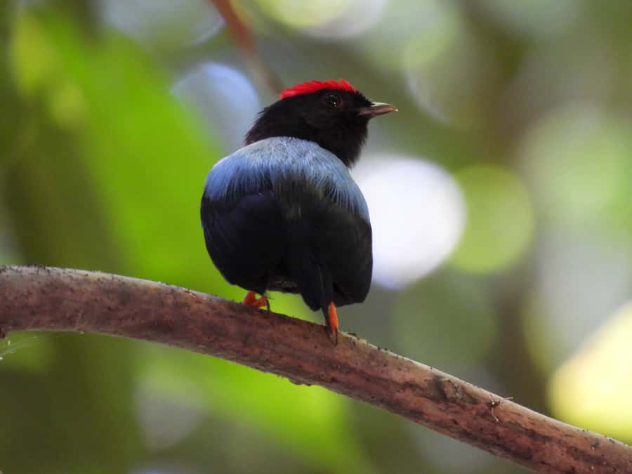 Cartagena: Private Bird-Watching Tour with Breakfast - The reserve walk: how forest trails shape your sightings