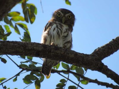 Cartagena: Private Bird-Watching Tour with Breakfast - What you can realistically spot: owls, cuckoos, jacamars, and the morning crew