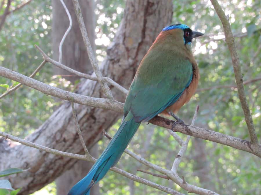Cartagena: Private Bird-Watching Tour with Breakfast - Breakfast around 8:00 or 9:00 am: Colombian food that feels connected