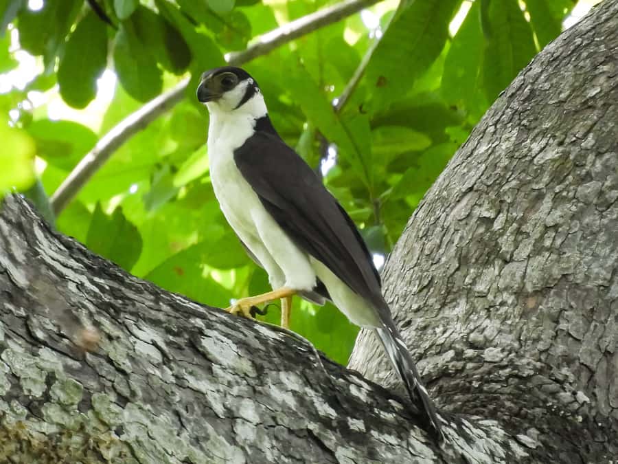Cartagena: Private Bird-Watching Tour with Breakfast - The second half of the morning: more chances, not just a repeat