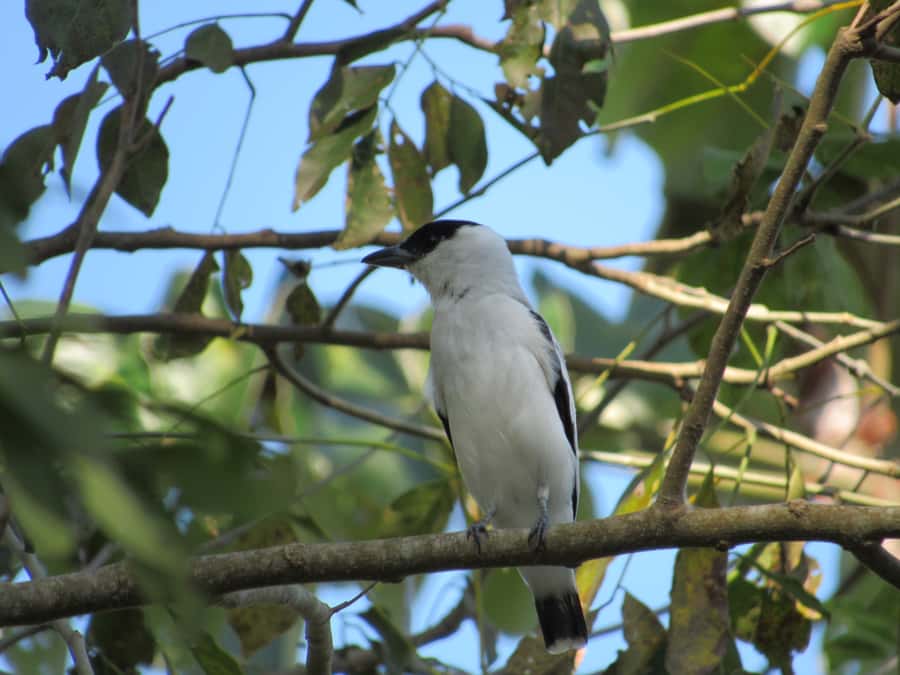 Cartagena: Private Bird-Watching Tour with Breakfast - Your private guide: English or Spanish, and serious enthusiasm you can feel