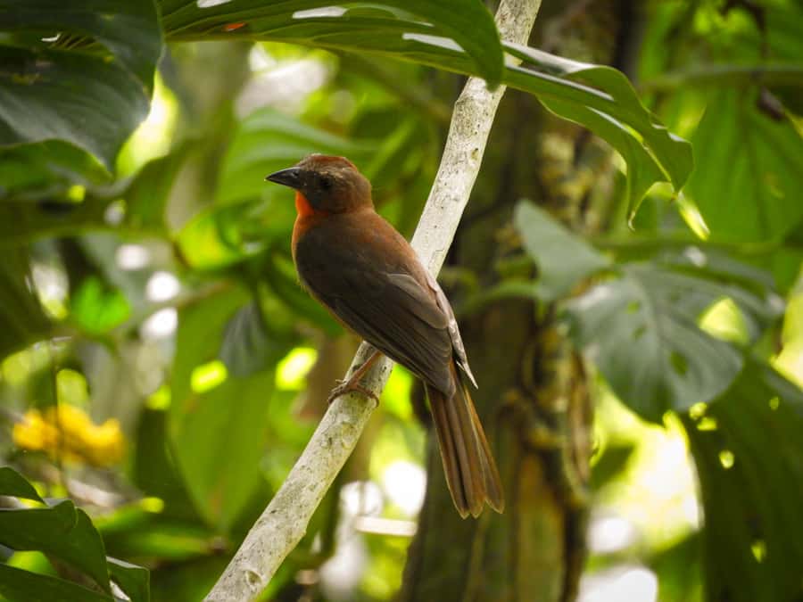 Cartagena: Private Bird-Watching Tour with Breakfast - What to pack (and what to avoid) so the morning stays fun
