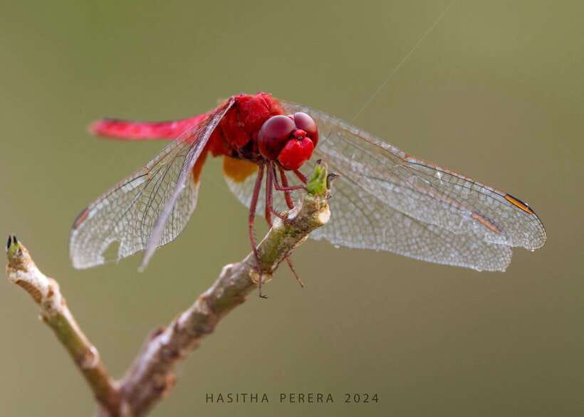 Colombo: Bird watching around Colombo-Guided Tour - 06 hours - Key things that make this tour work