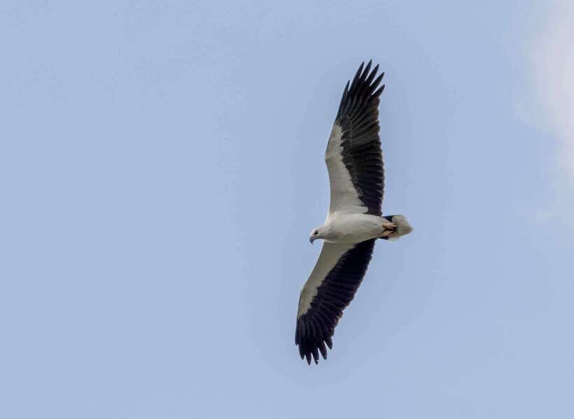 Colombo: Bird watching around Colombo-Guided Tour - 06 hours - Colombo birding, without the guesswork