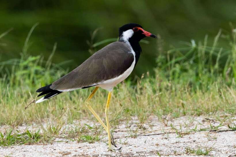 Colombo: Bird watching around Colombo-Guided Tour - 06 hours - The three wildlife viewing blocks: wetlands that change the bird list