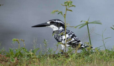Colombo: Bird watching around Colombo-Guided Tour - 06 hours - How the pick-up, car, and timing actually help you