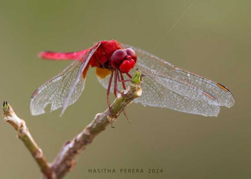 Colombo: Bird watching around Colombo-Guided Tour - 06 hours - Birding with Hasitha: the difference a real guide makes