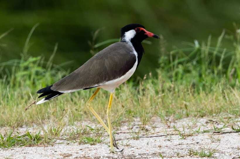 Colombo: Bird watching around Colombo-Guided Tour - 06 hours - Comfort details that matter on a wetland walk
