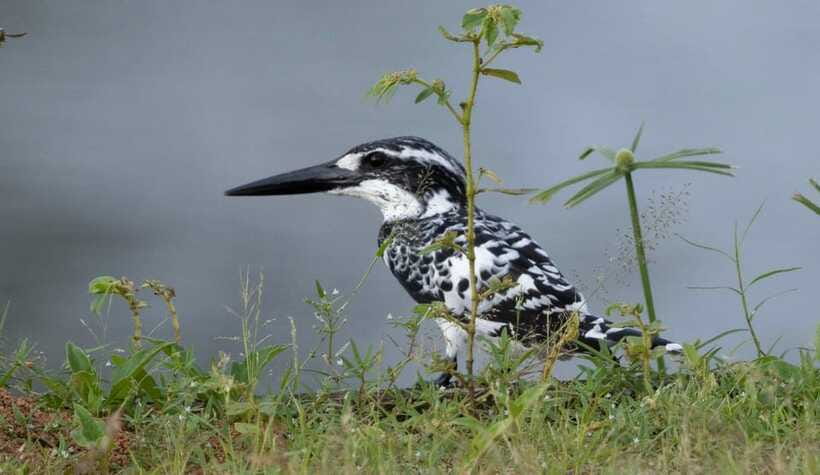 Colombo: Bird watching around Colombo-Guided Tour - 06 hours - Price and value for 6 hours with transport and a guide