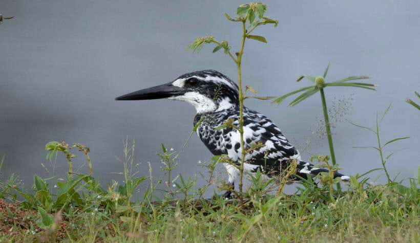 Colombo: Bird watching around Colombo-Guided Tour - 06 hours - How the pick-up, car, and timing actually help you