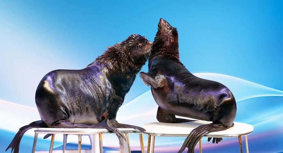 Dubai: Dubai Dolphinarium Dolphin, Seal & Bird Show Tickets - Quick hits before you go