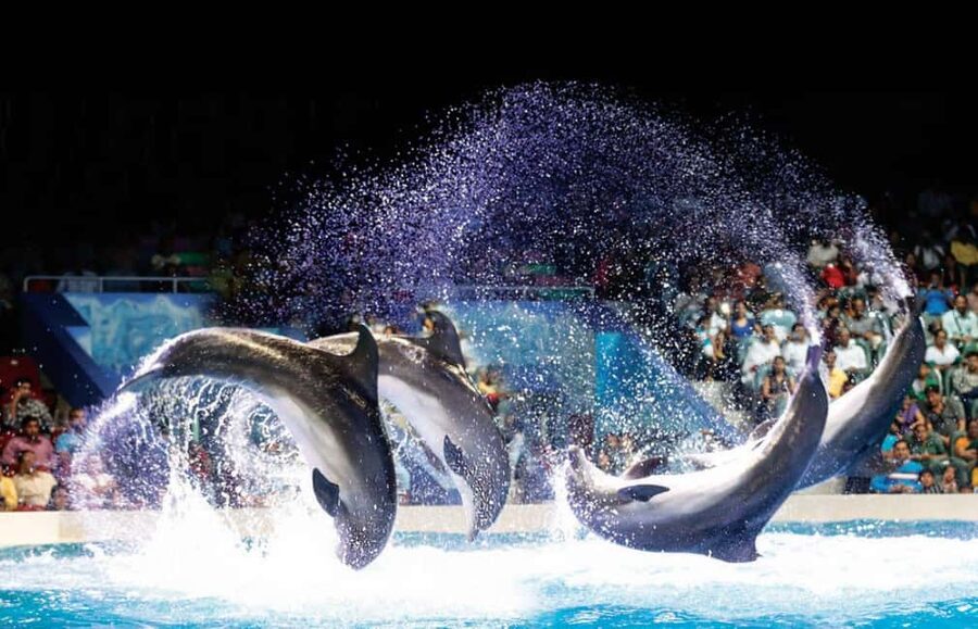 Dubai: Dubai Dolphinarium Dolphin, Seal & Bird Show Tickets - Where Dubai Dolphinarium Fits in Your Day