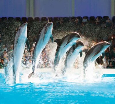 Dubai: Dubai Dolphinarium Dolphin, Seal & Bird Show Tickets - Price and Logistics: The AED 5 Creek Park Detail