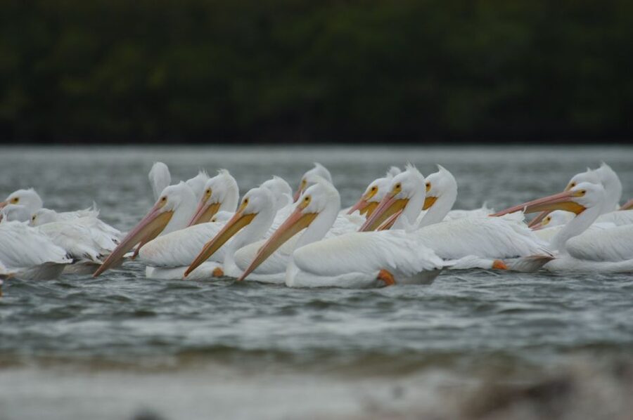 Everglades: Birding, Wildlife, and Photography Expedition - Key Points to Know Before You Go