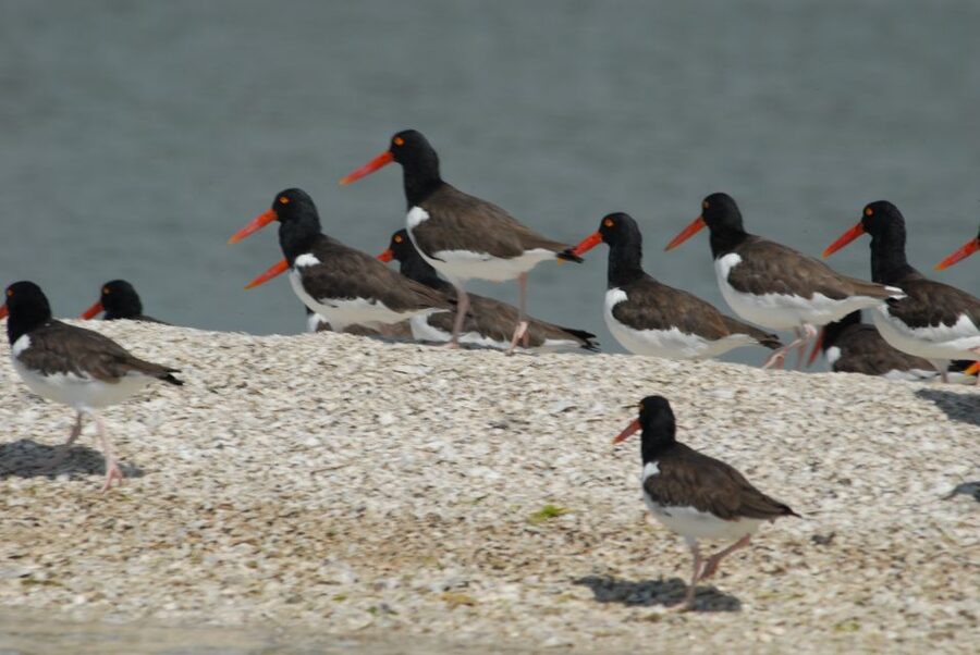 Everglades: Birding, Wildlife, and Photography Expedition - Entering the Everglades System From Parkway Marina